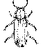 Beetle