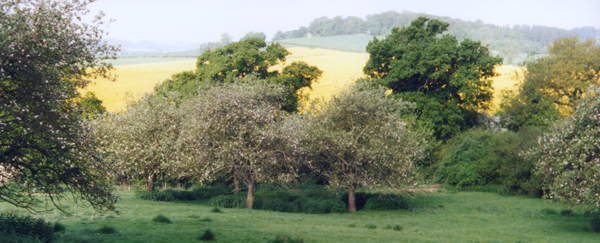 Old orchard of Ilbury Farm