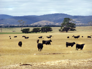 Black cattle and mountains