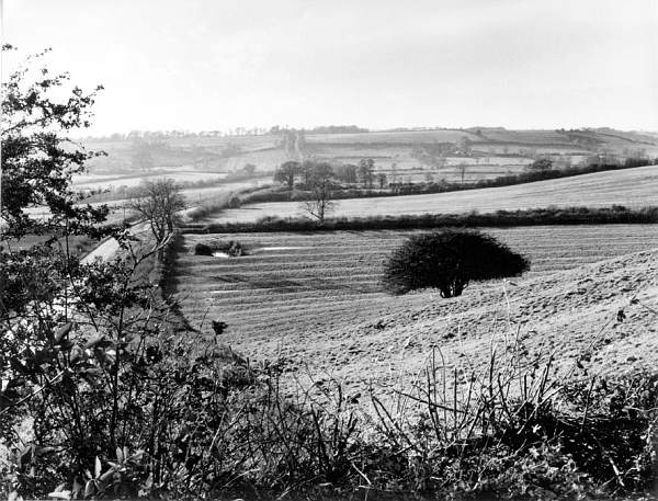 Ridge and furrow on Steepness Hill with view of Irondown Hill
