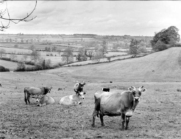 Swerford cows