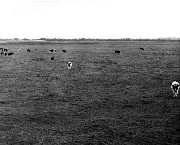 'Restored' landscape