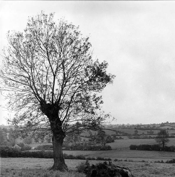 Willow tree
